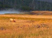 Yellowstone (52).JPG